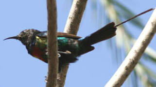 Beautiful Sunbird