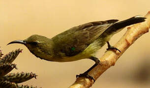 Beautiful Sunbird