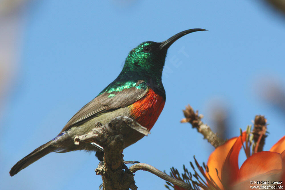 Greater Double-collared Sunbird male adult, identification