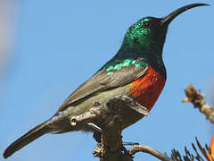 Greater Double-collared Sunbird