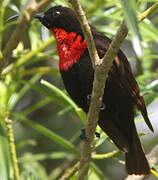 Souimanga à poitrine rouge