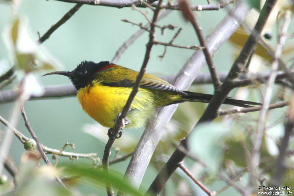 Green-tailed Sunbird male adult, identification