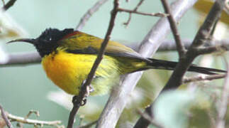 Green-tailed Sunbird