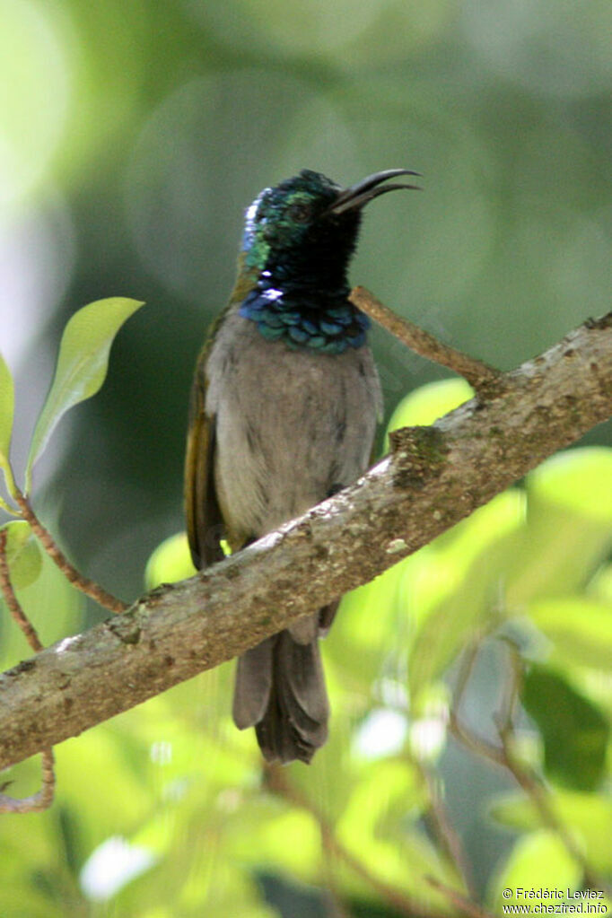 Souimanga à tête verte mâle adulte, identification