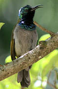 Green-headed Sunbird