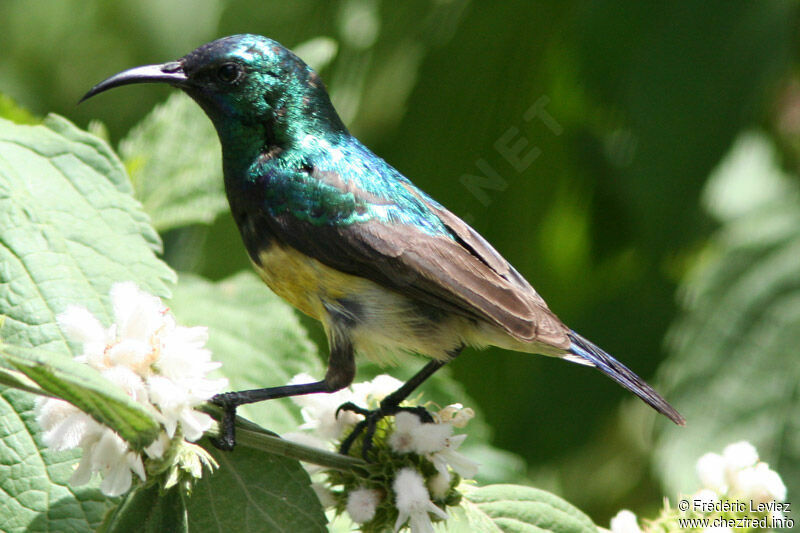 Variable Sunbird male adult breeding