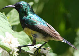 Variable Sunbird