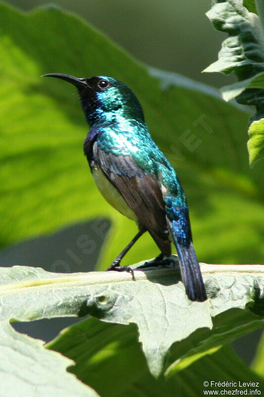 Variable Sunbird male adult breeding