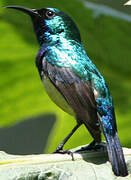 Variable Sunbird