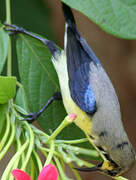 Purple Sunbird