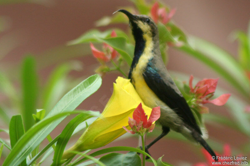 Purple Sunbird male adult post breeding