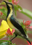 Purple Sunbird