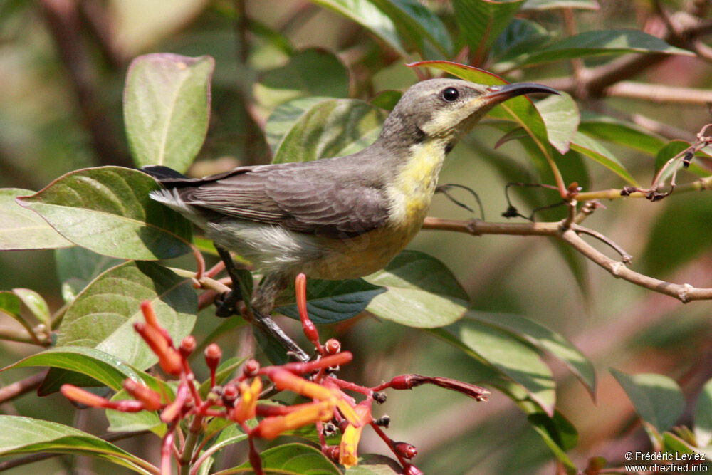 Souimanga asiatiqueadulte, identification