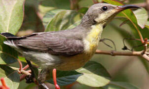 Purple Sunbird