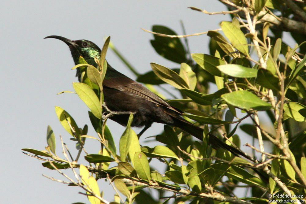 Souimanga bronzé mâle adulte, identification