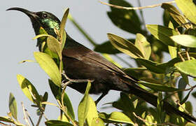 Bronzy Sunbird