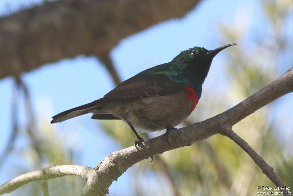 Southern Double-collared Sunbird male adult, identification