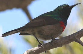 Southern Double-collared Sunbird