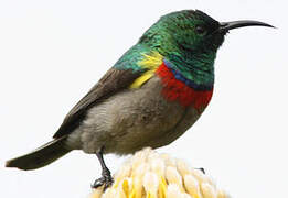 Southern Double-collared Sunbird