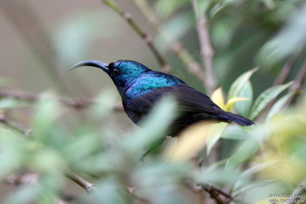 Loten's Sunbird male adult, identification