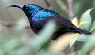 Loten's Sunbird