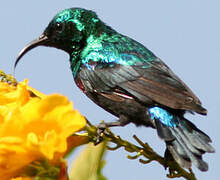 Marico Sunbird