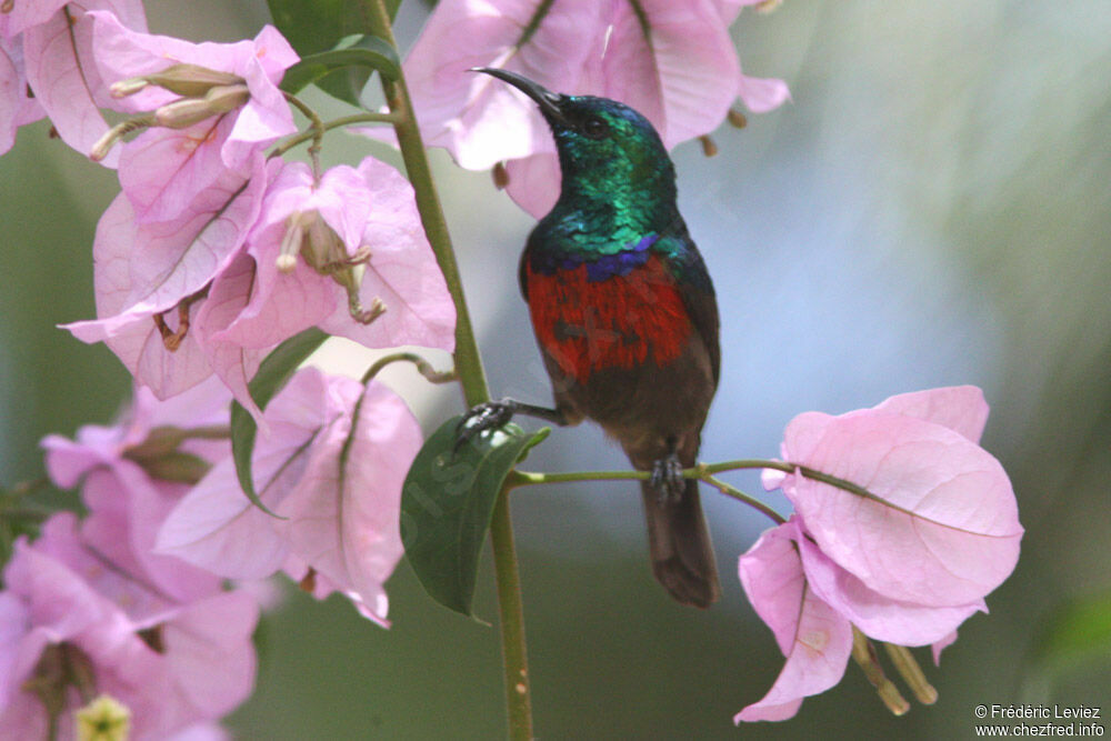 Northern Double-collared Sunbird male adult