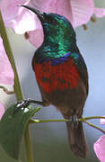 Northern Double-collared Sunbird