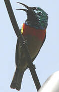 Eastern Double-collared Sunbird