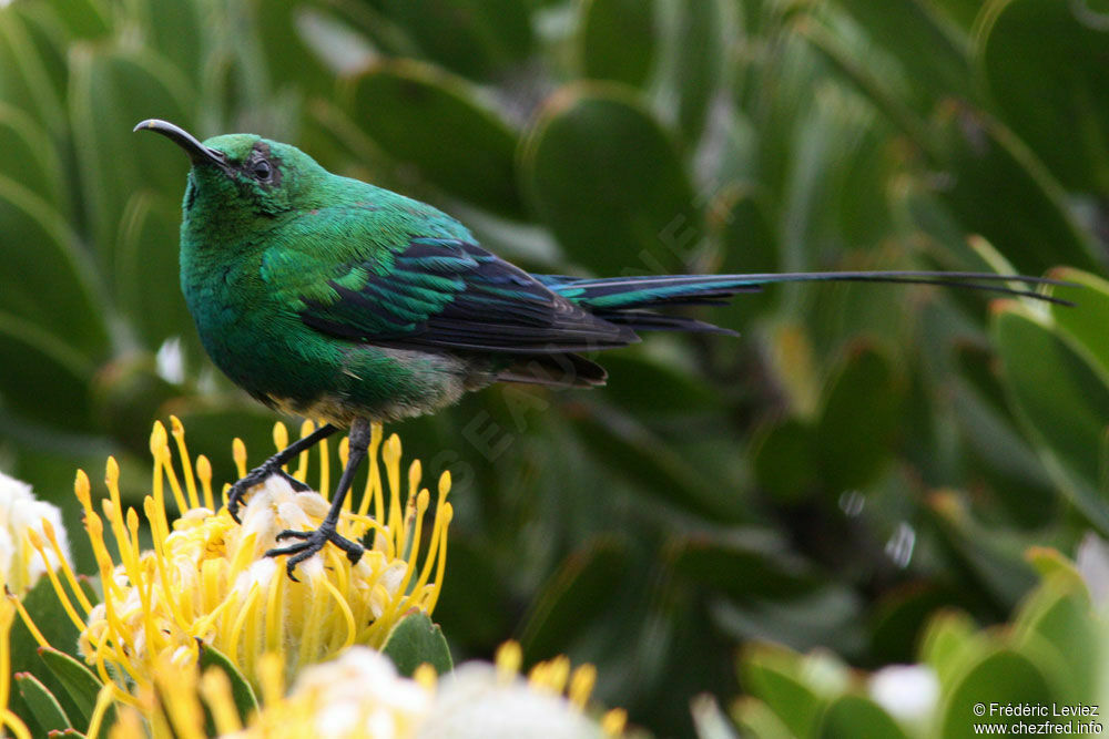 Malachite Sunbird male adult, identification