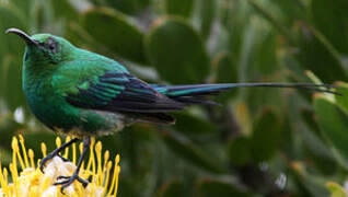 Malachite Sunbird