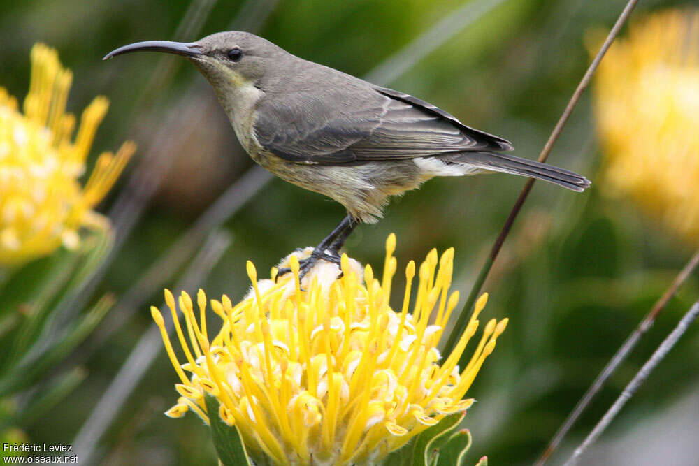 Malachite Sunbird female adult, identification