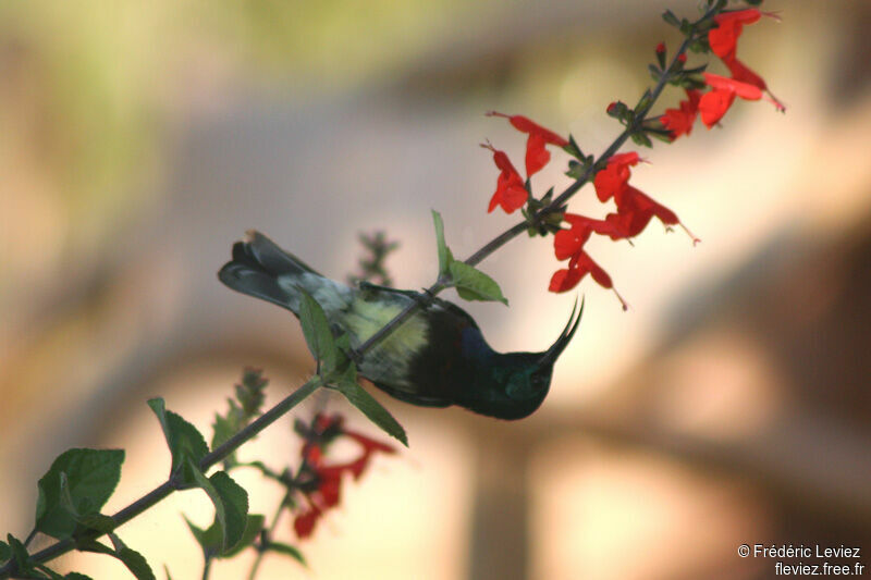Souimanga Sunbird male adult breeding