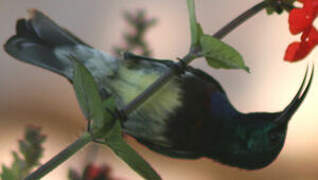 Souimanga Sunbird