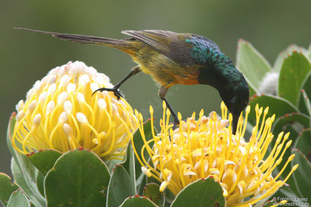 Orange-breasted Sunbird male adult, identification