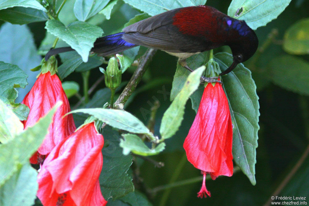 Black-throated Sunbird male adult, identification, feeding habits