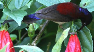 Black-throated Sunbird