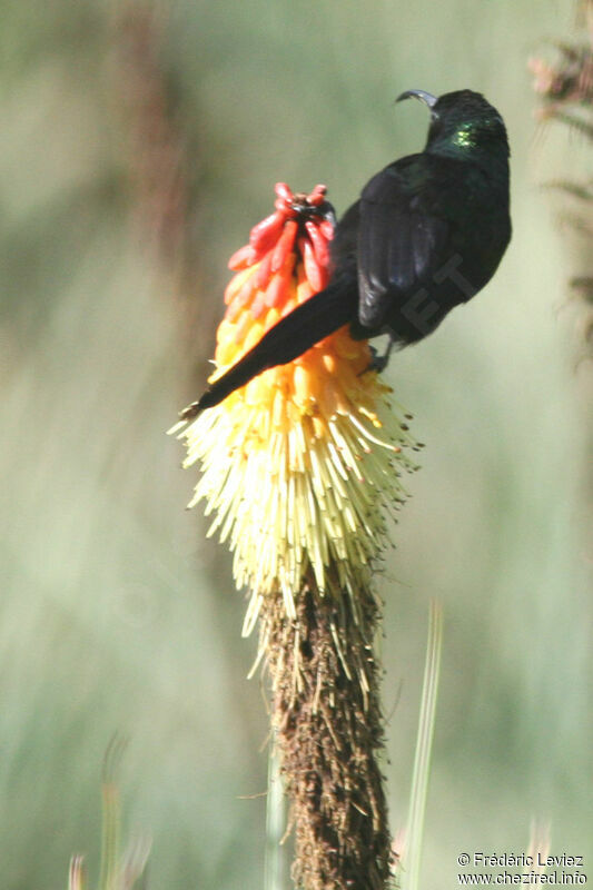 Tacazze Sunbird male adult breeding