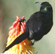 Tacazze Sunbird