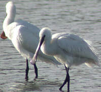 Eurasian Spoonbill