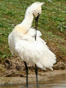 Eurasian Spoonbill