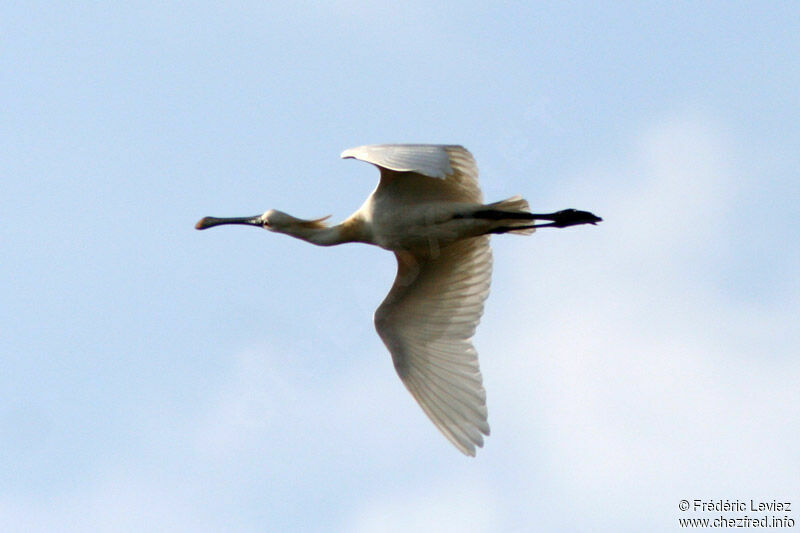 Eurasian Spoonbilladult breeding