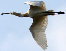 Eurasian Spoonbill