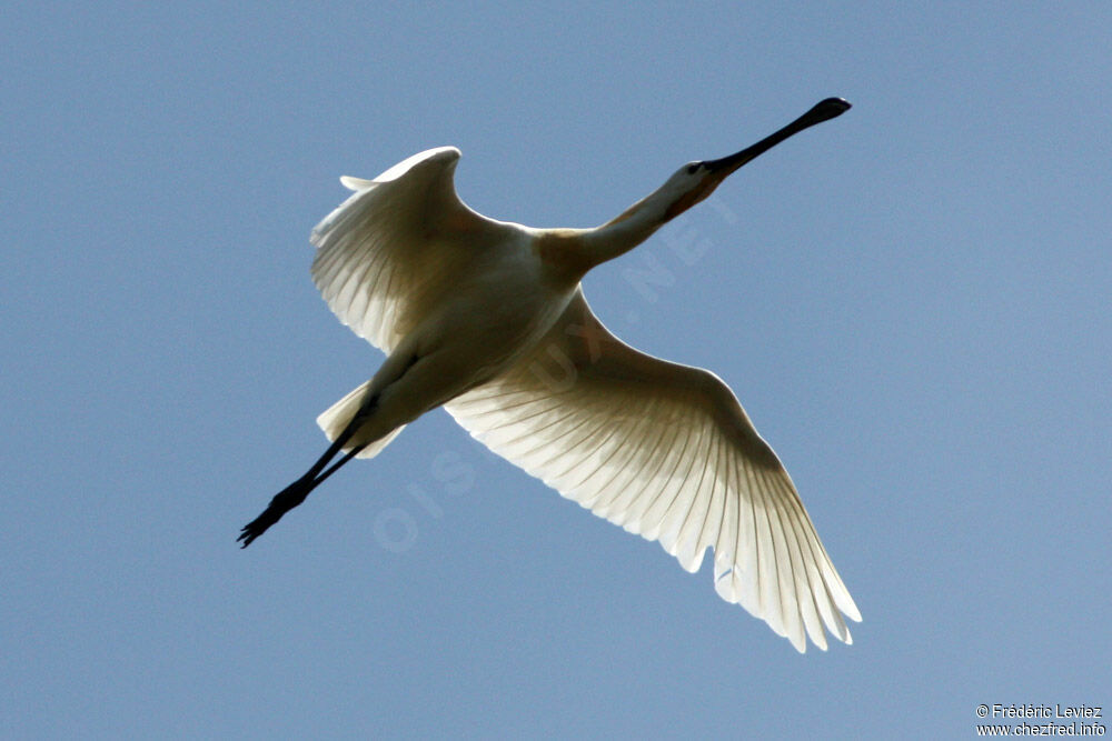 Eurasian Spoonbilladult breeding, Flight