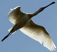 Eurasian Spoonbill