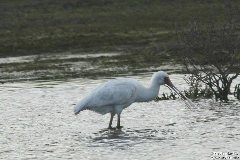 African Spoonbill, identification