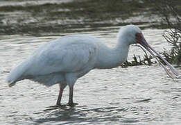 African Spoonbill