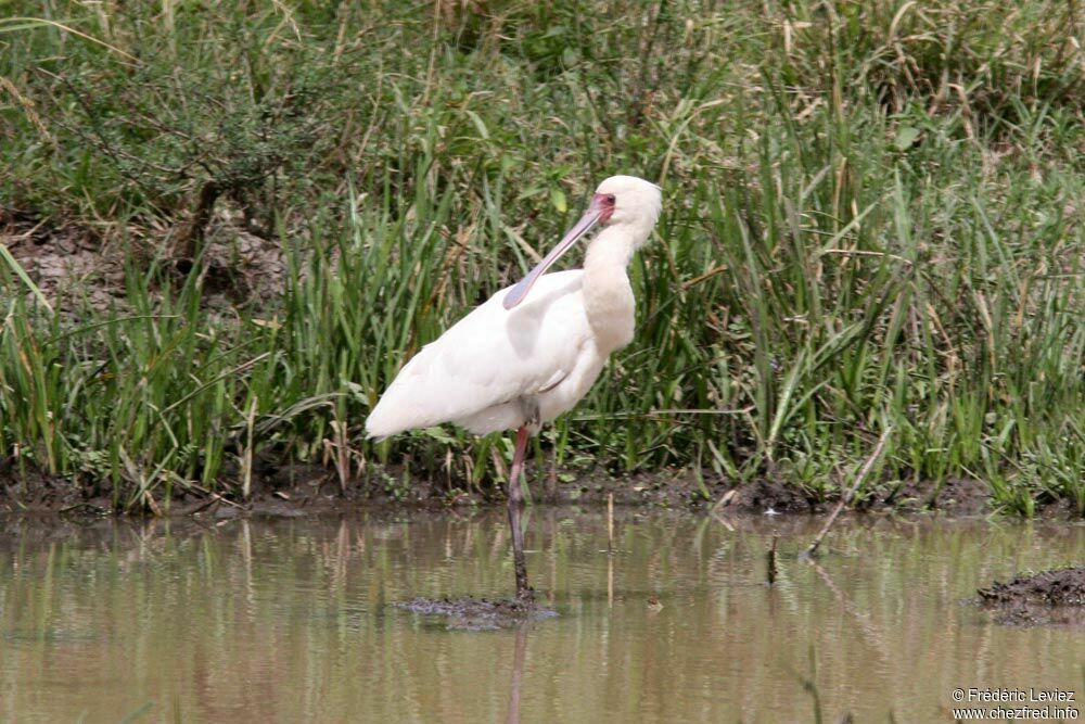 African Spoonbilladult, identification