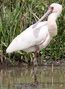 African Spoonbill