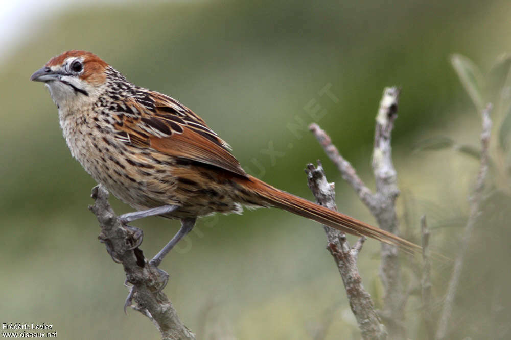 Cape Grassbirdadult, Behaviour